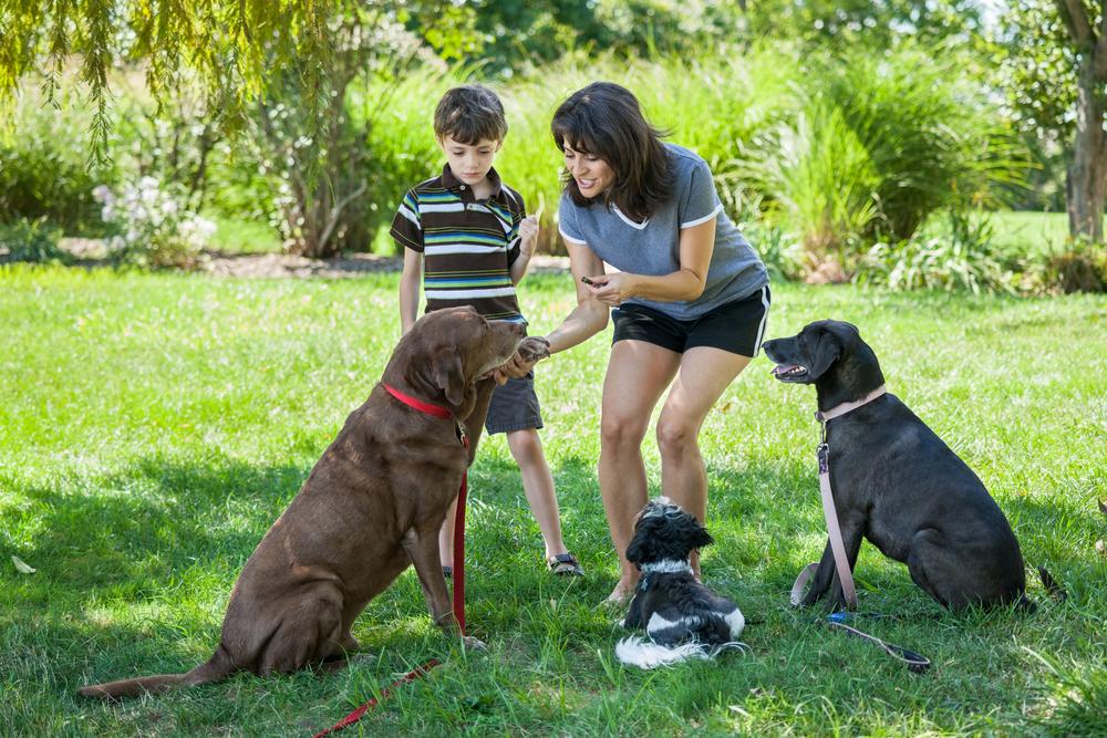 Here’s Everything You Need To Know About Buying Dog Treats