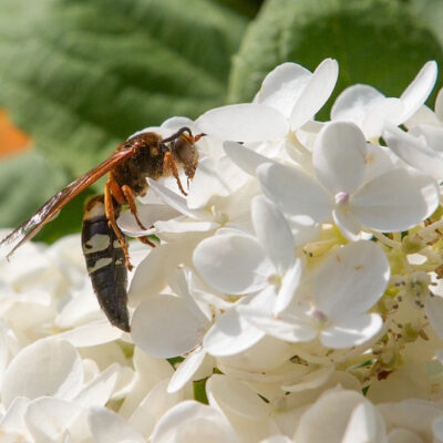 6 Ways to Get Rid of Cicadas from One’s Property